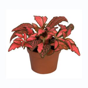 Fittonia verschaffeltii – Forest red