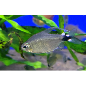 Veilfin Tetra (2-3 CM)