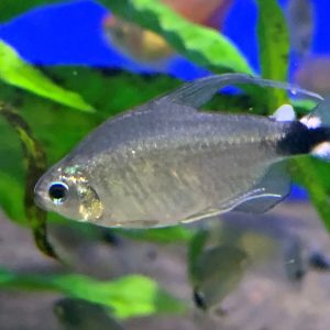 Veilfin Tetra (2.2 CM)