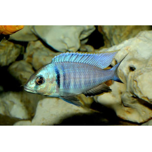 Electra Hap (4 CM)