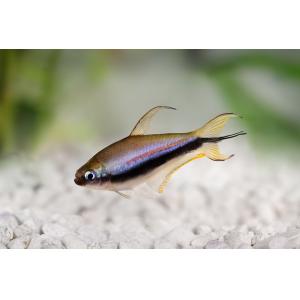 Emperor Tetra (2-3 CM)