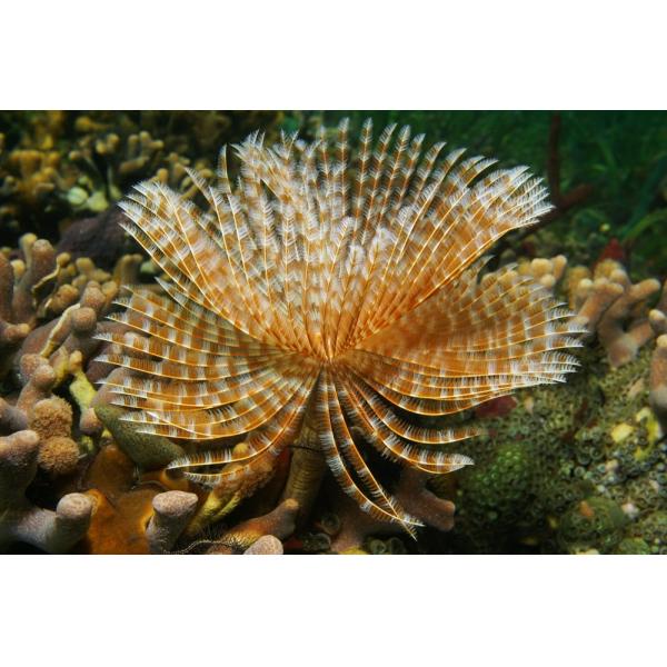 Feather Duster Worm Universal Aquatics Tropical and Pond Fish