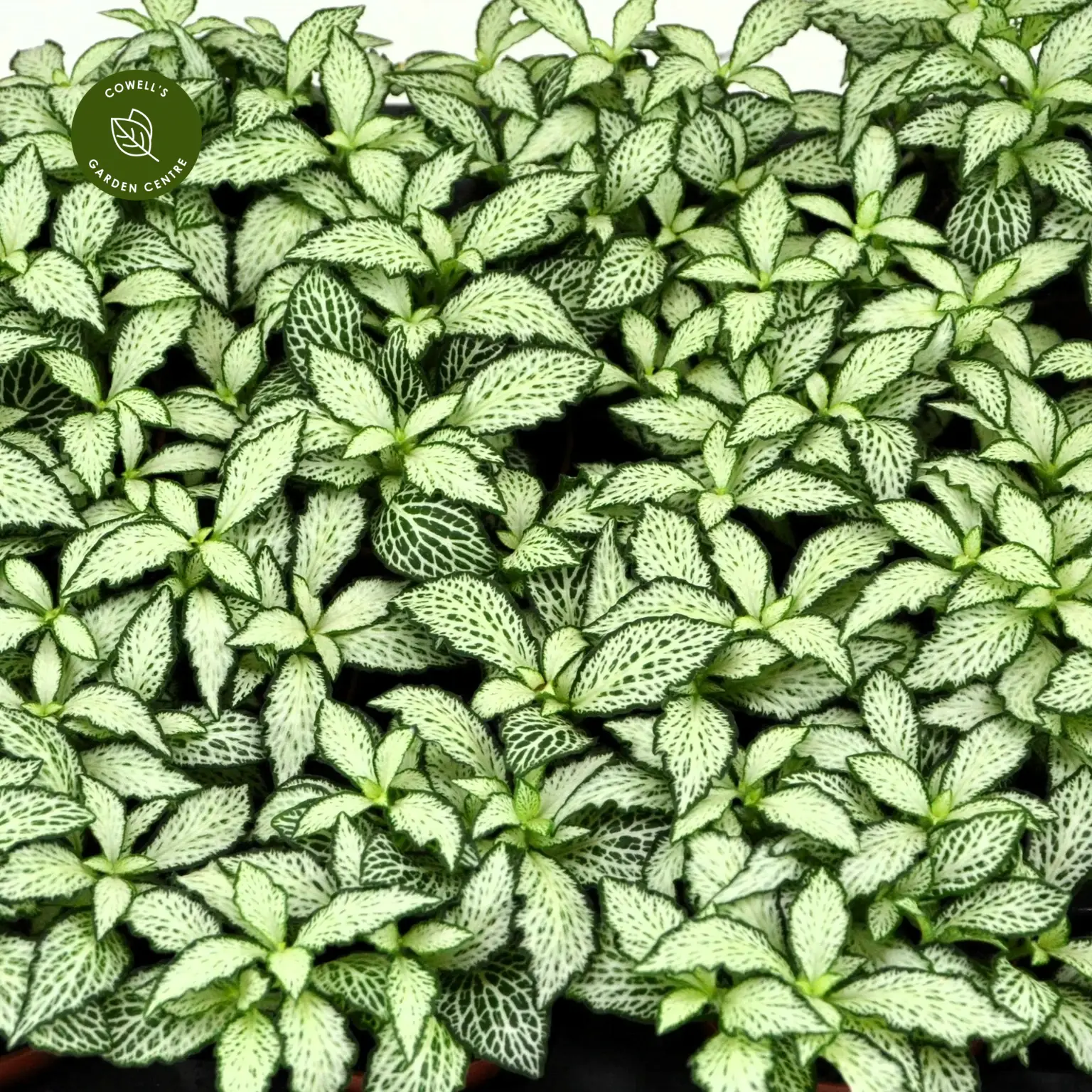 fittonia-mosaic-white-forest-flame-2214x2214-6762bfab05768_l