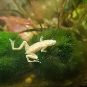 African Platinum Dwarf Frog (3 CM)