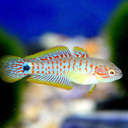 goby