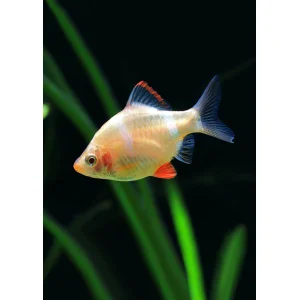 Gold Tiger Barb (4 CM)