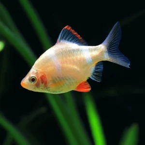 Gold Tiger Barb (4 CM)
