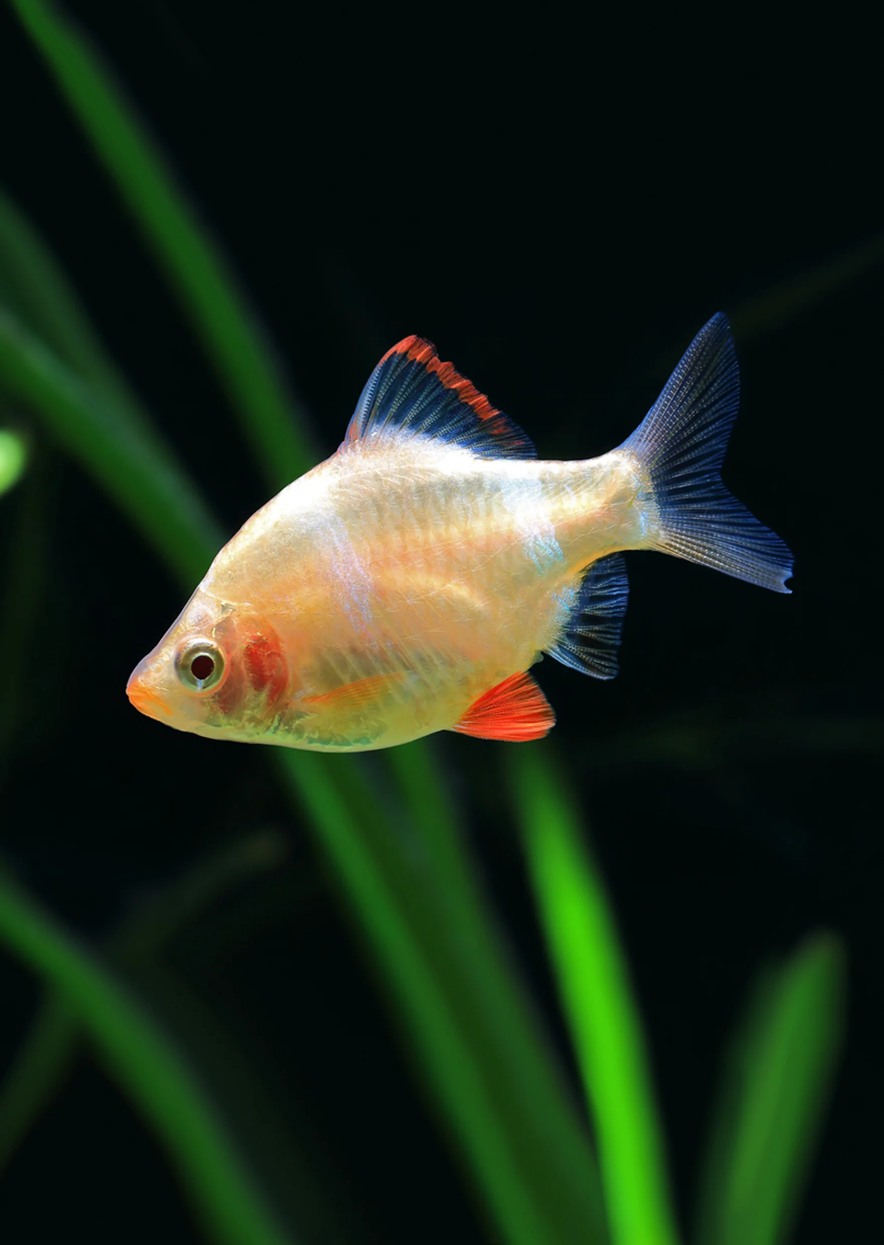 gold-tiger-barb
