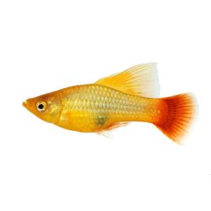 Emerald Hi-Fin Platy (3-4 CM)