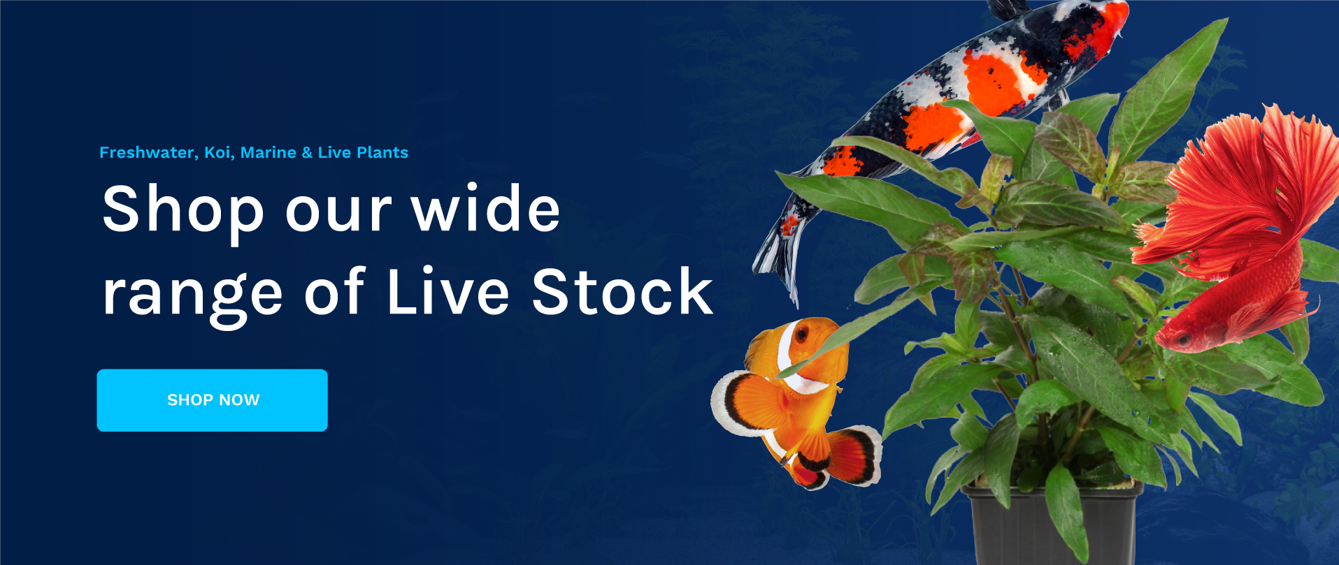 Home Live Stock Banner