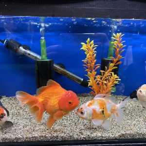 Assorted Jumbo Oranda (10-12 CM)