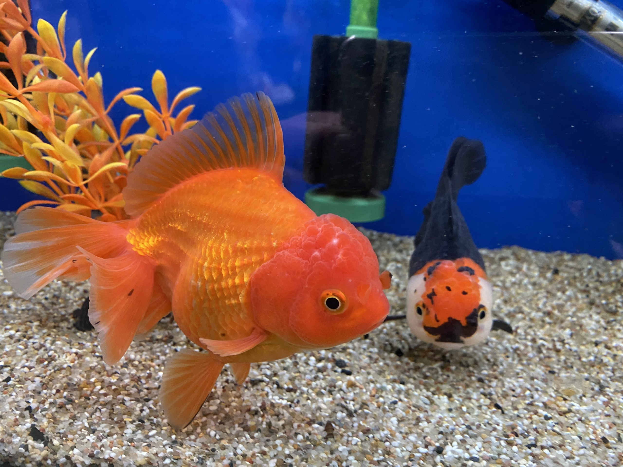 Assorted Jumbo Oranda (10-12 CM) - Image 6