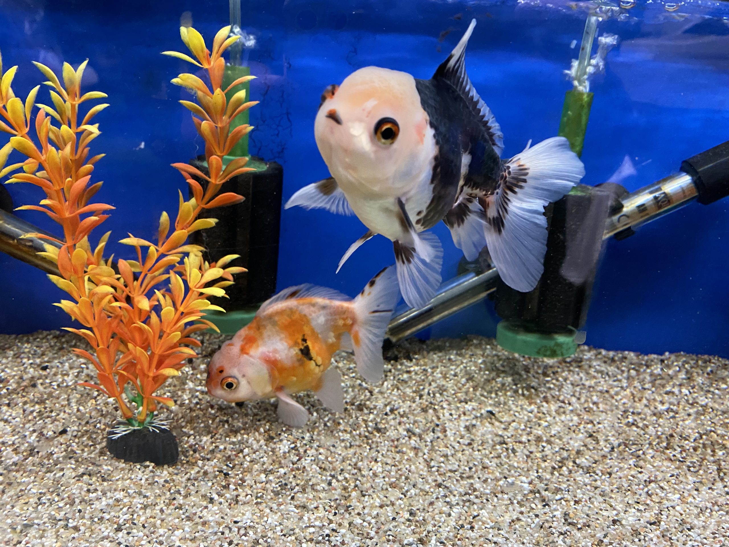 Assorted Jumbo Oranda (10-12 CM) - Image 5