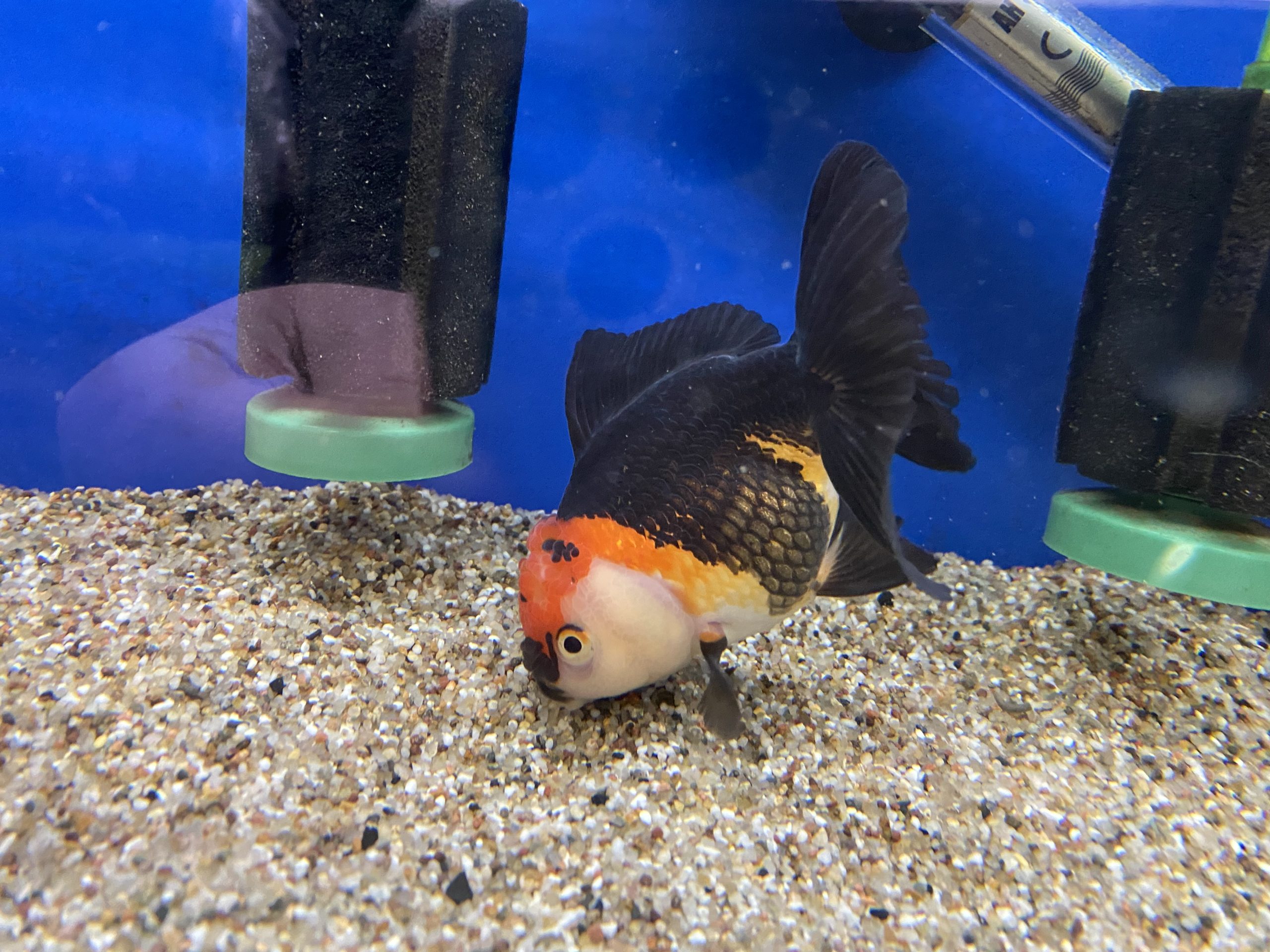 Assorted Jumbo Oranda (10-12 CM) - Image 4