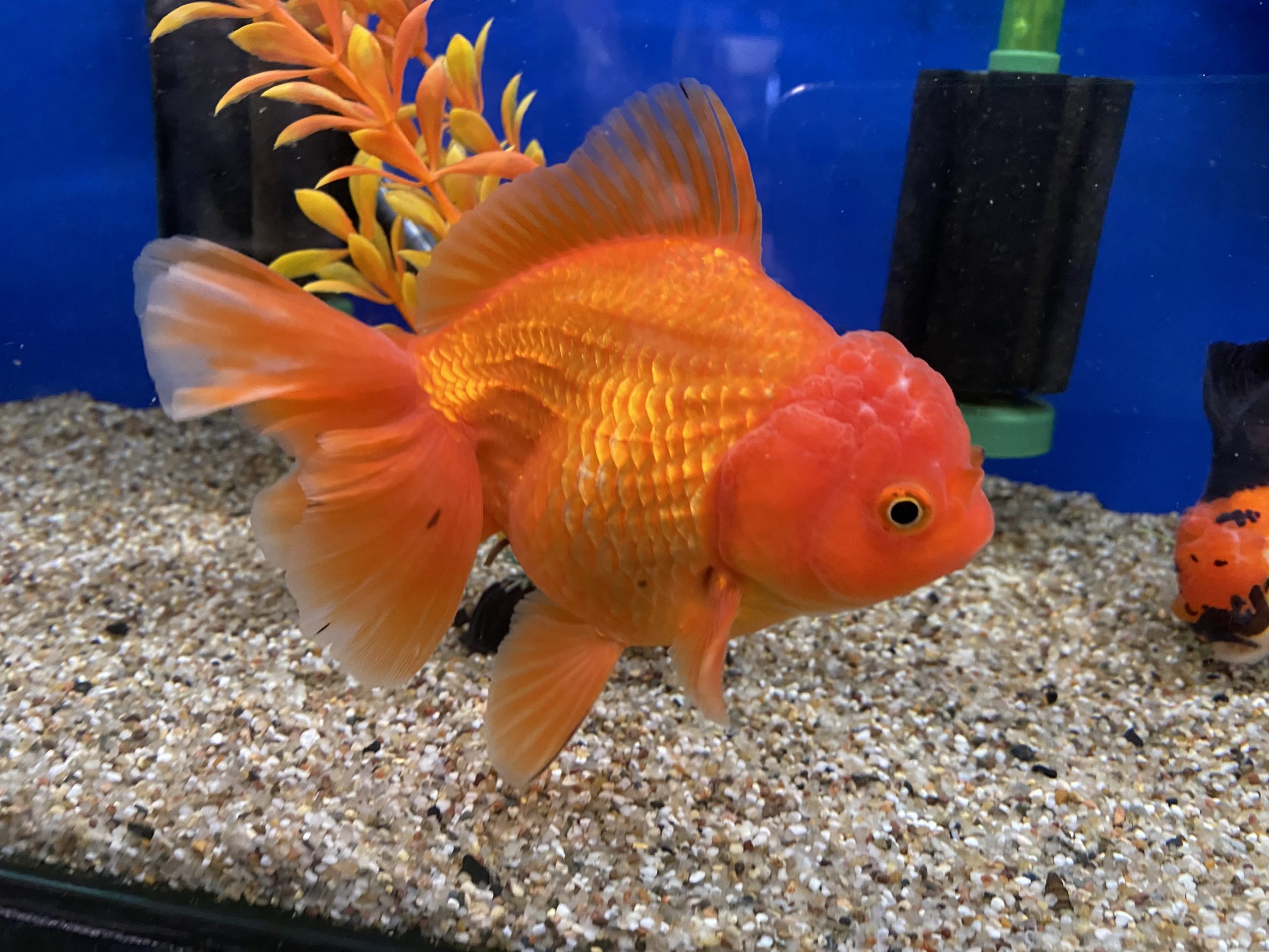 Assorted Jumbo Oranda (10-12 CM) - Image 3