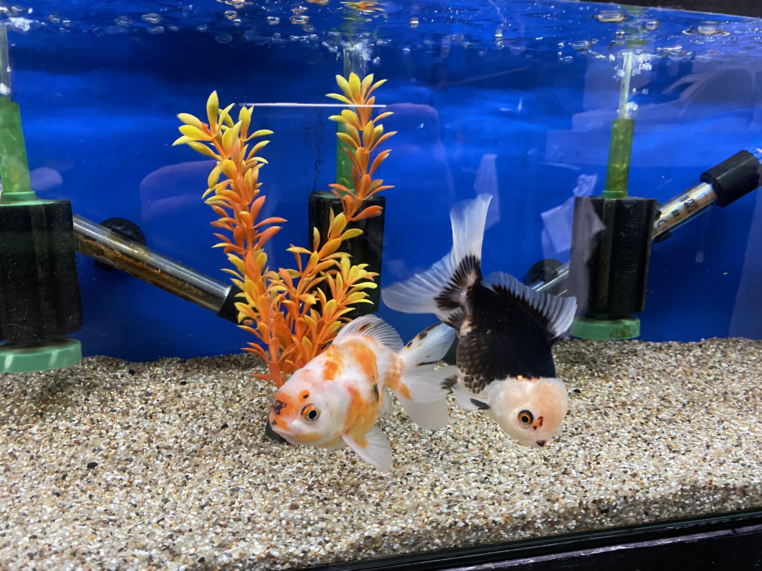 Assorted Jumbo Oranda (10-12 CM) - Image 2