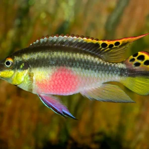 Kribensis (3-4 CM)
