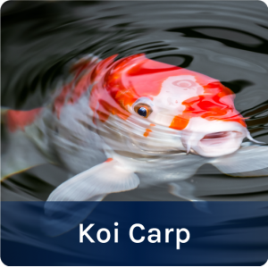 Koi Carp