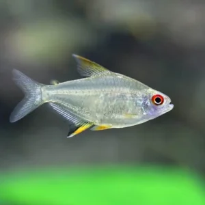 Lemon Tetra (2-3 CM)