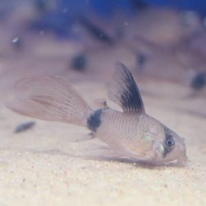 Longfin Panda Cory (2.5 CM)