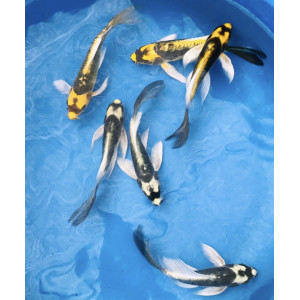 Mayan Butterfly Koi Carp (5-6")