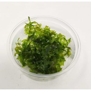 A Monosolenium Tenerum moss in 80cc cup