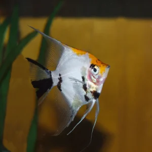 Tri Colour Angelfish (4-5 CM)