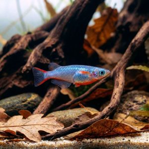 Oryzias woworae (Daisy’s Blue Rice Fish) (2 CM)