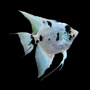 Panda Angelfish (6-7CM)