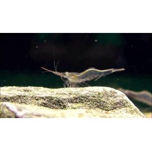 Pinokio Shrimp (2 CM)