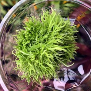 Utricularia in 80cc cup