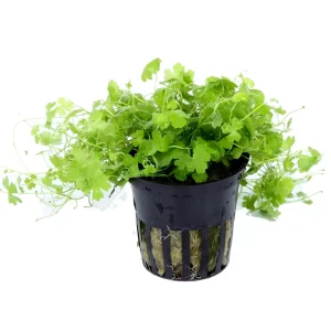 Hydrocotyle Tripartita