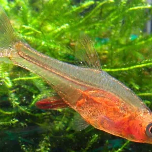 Red Axelrodi Rasbora (2 CM)
