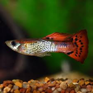 Red Cobra Male Guppy (3 CM)