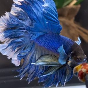 Assorted Flowertail Male Betta (4-5 CM)