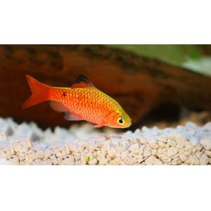Neon Rosy Barb (4-5 CM)