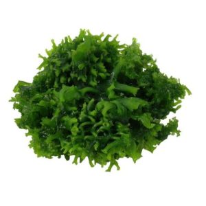 Pelia moss in 80cc cup