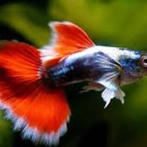 Santa Claus Male Guppy (3 CM)