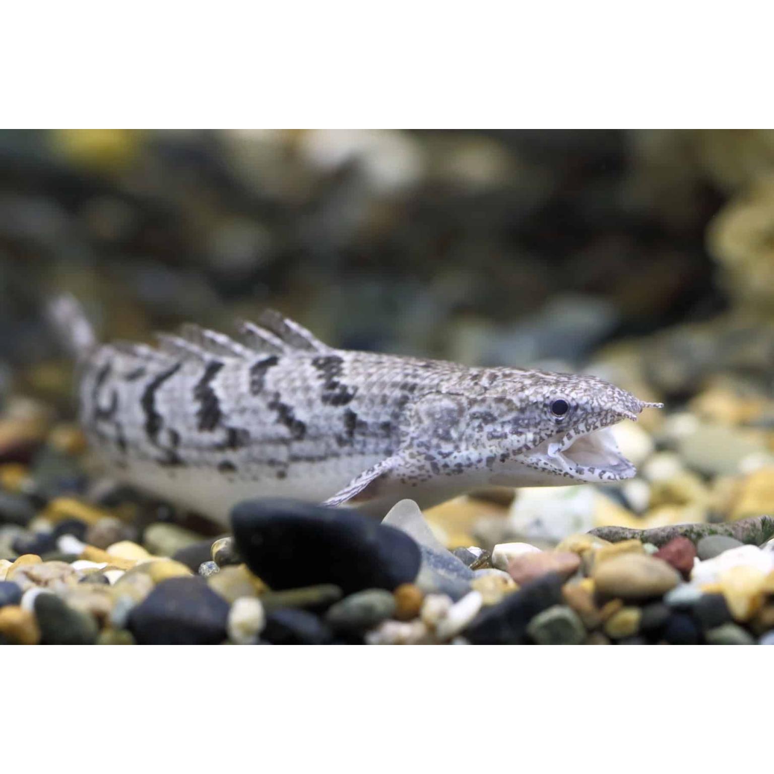 Senigal Bircher (6 CM) - Universal Aquatics | Tropical and Pond Fish ...