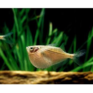 Silver Hatchetfish (3 CM)