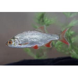 Silver Rudd (6-7")