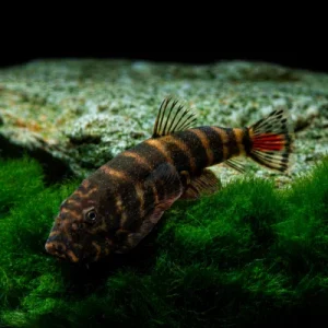 Red Tail Borneo Sucker (SK02) (4 - 5 cm)