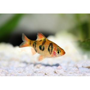 Snakeskin Barb (4 CM)