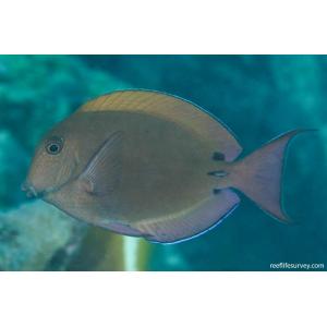 Brown Surgeonfish (7-8 CM)