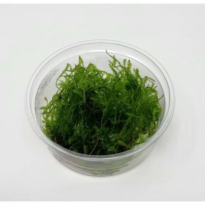 Spiky moss in 80cc cup