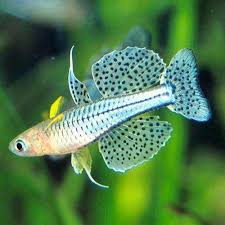 Gertrude's Spotted Blue-eye (3 CM)