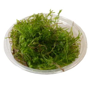 Taiwan moss in 80cc cup