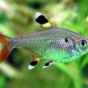 X-Ray Tetra (2-3 CM)