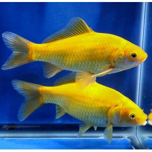 Yellow Goldfish (2-3″)