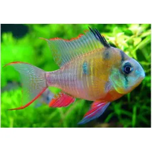 Bolivian Ram (3-4 CM)